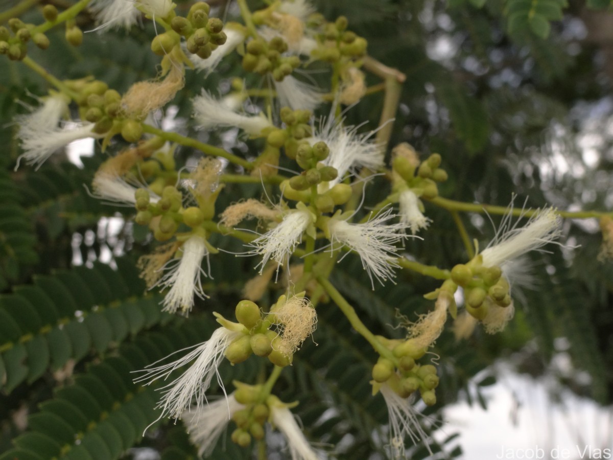 Falcataria falcata (L.) Greuter & R.Rankin